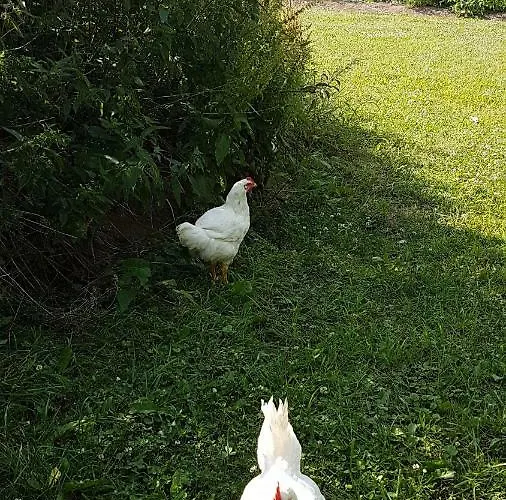 Ferrum Διαμέρισμα *