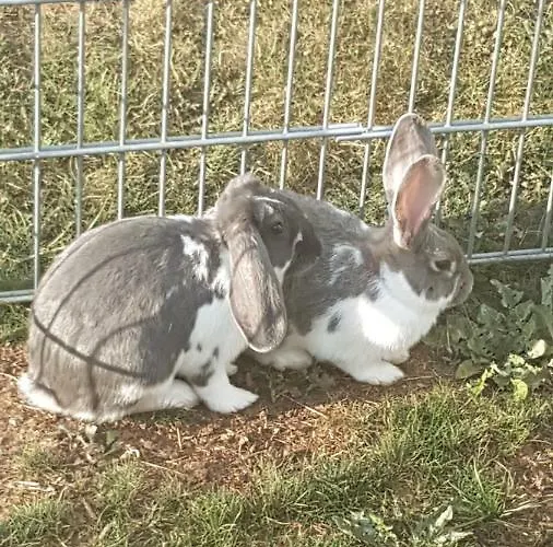 アパート Ferrum コルバッハ